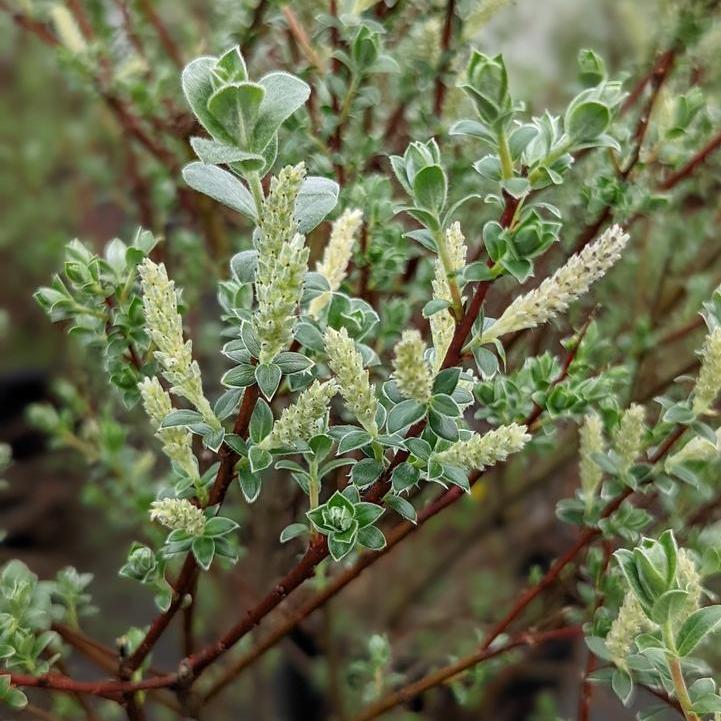 Creeping Willow