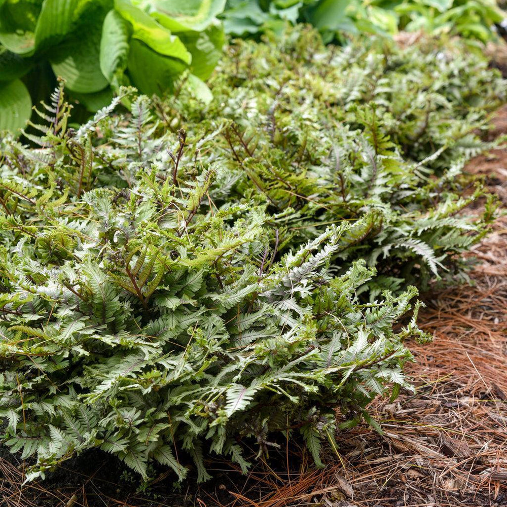 Crested Surf Japanese Painted Fern |Walters Gardens
