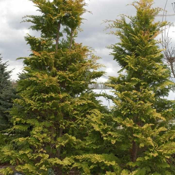 Cripps Golden Hinoki Cypress