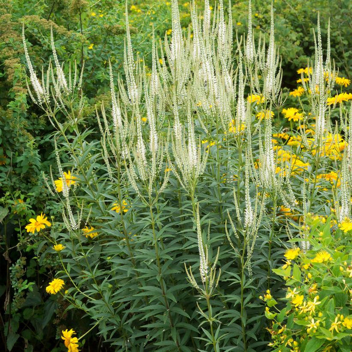 Culver's Root