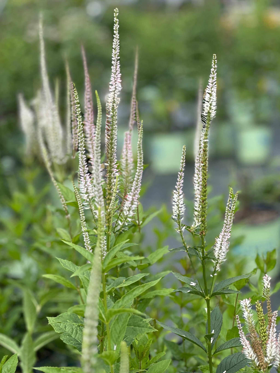 Culver's Root