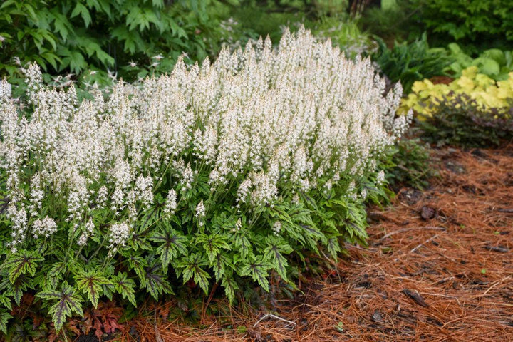 Cutting Edge Foamflower