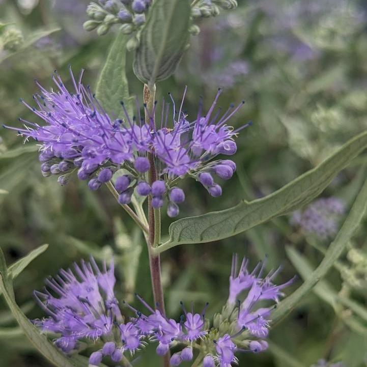 Dark Knight Blue Mist Shrub