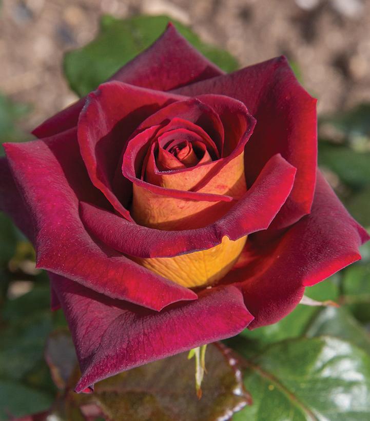 Dark Knight® Hybrid Tea Rose