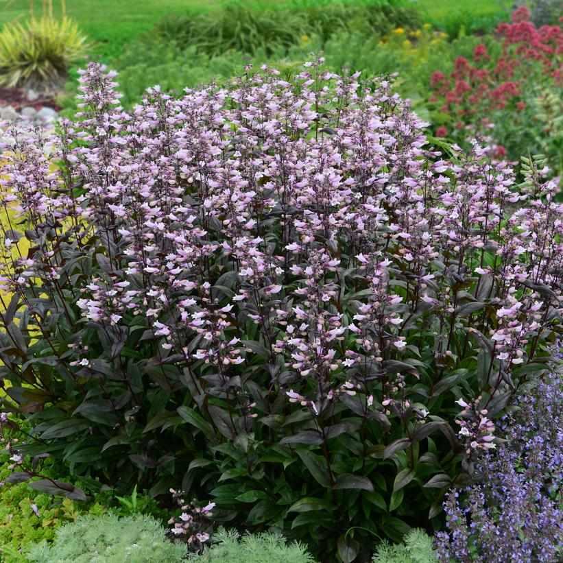 Dark Towers Beardtongue