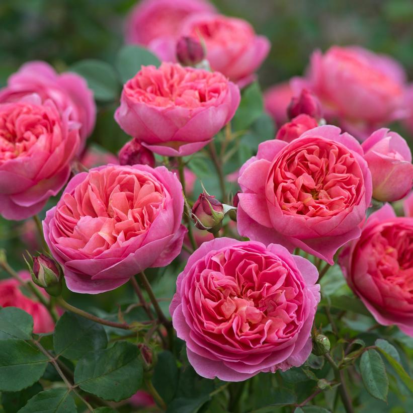 David Austin® Boscobel English Rose