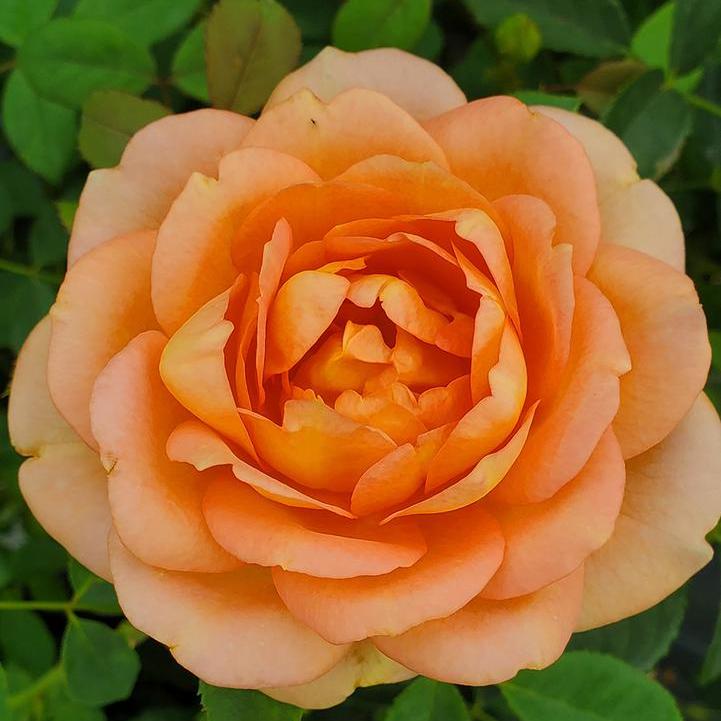 David Austin® Lady of Shallot English Rose