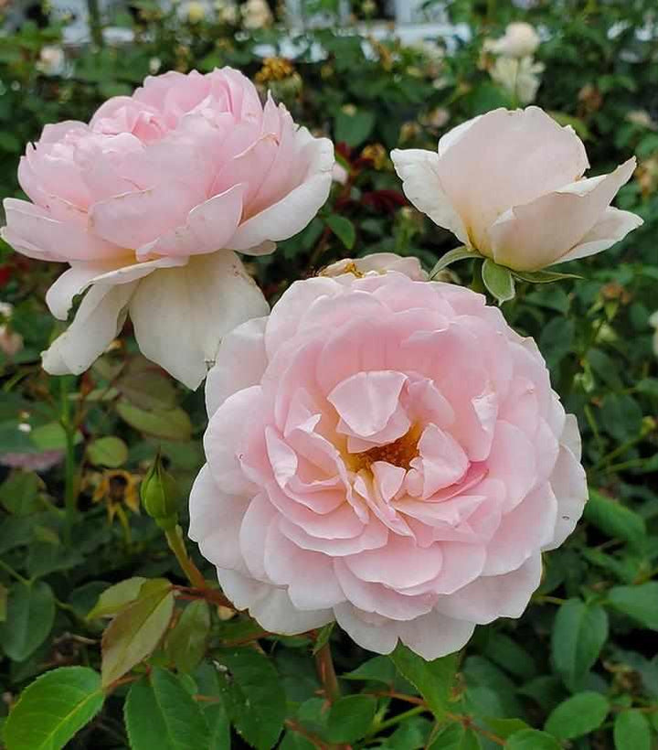 David Austin® Silas Marner English Rose| Image credit David Austin Roses