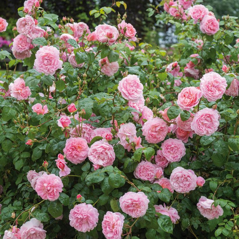 David Austin® Strawberry Hill English Climbing Rose