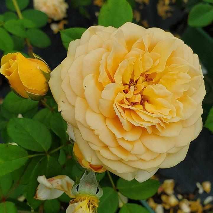 David Austin® Teasing Georgia Rose| Image credit David Austin Roses