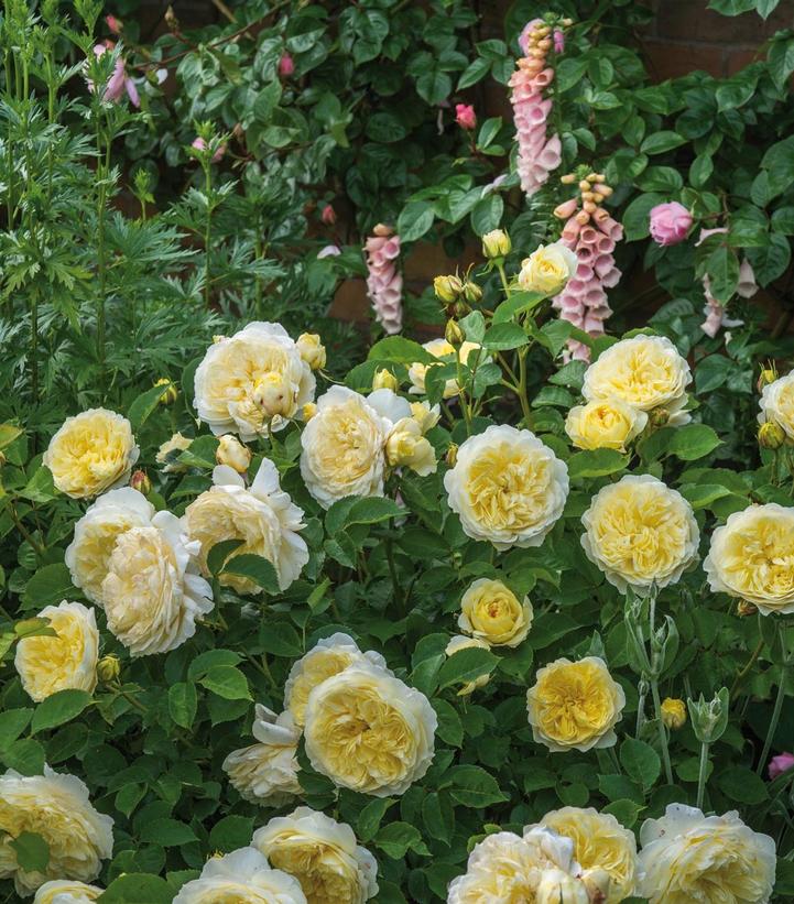 David Austin® The PilgrimClimbing Rose