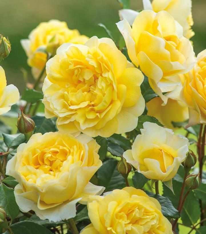 David Austin® The Poet's Wife English Shrub Rose| Image credit David Austin Roses