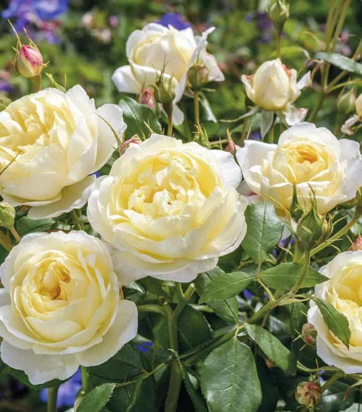 David Austin® Vanessa Bell® English Rose | David Austin® Roses