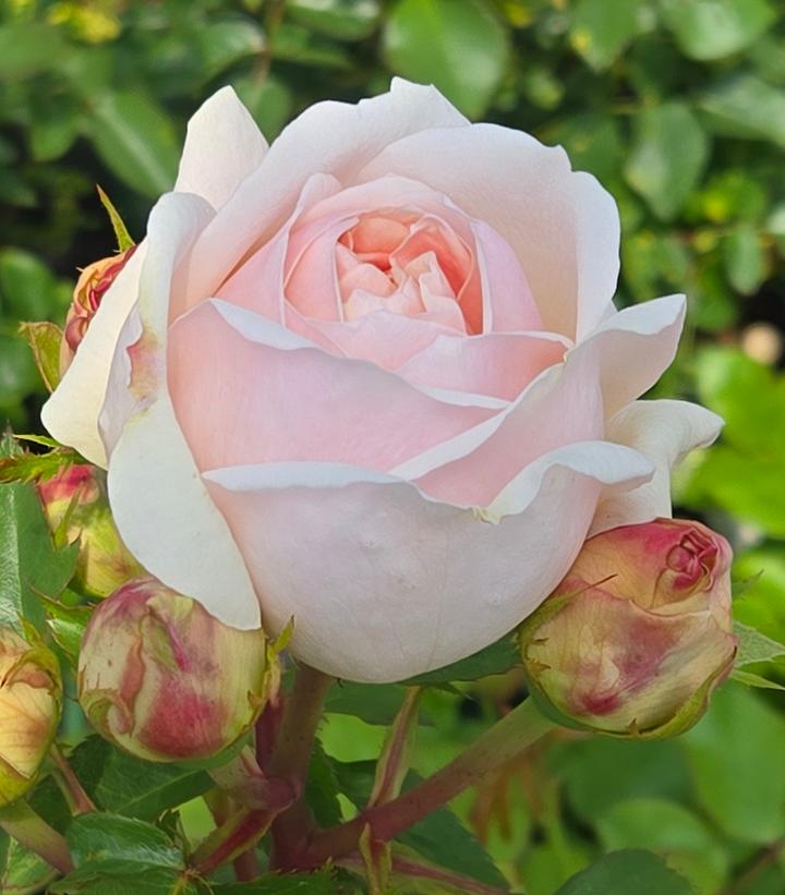 Evelyn English Rose |Prides Corner Farms
