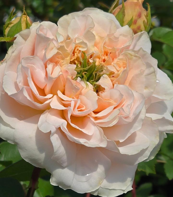 Evelyn English Rose |Prides Corner Farms