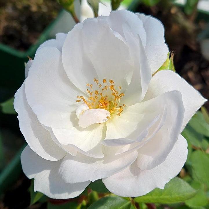 David Austin® Desdemona® Rose |Prides Corner Farms