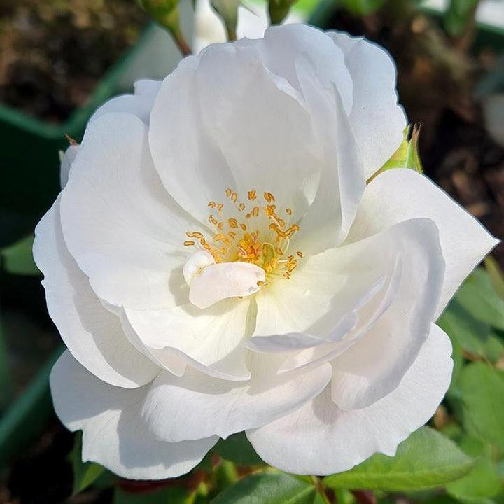 David Austin® Desdemona® Rose |Prides Corner Farms