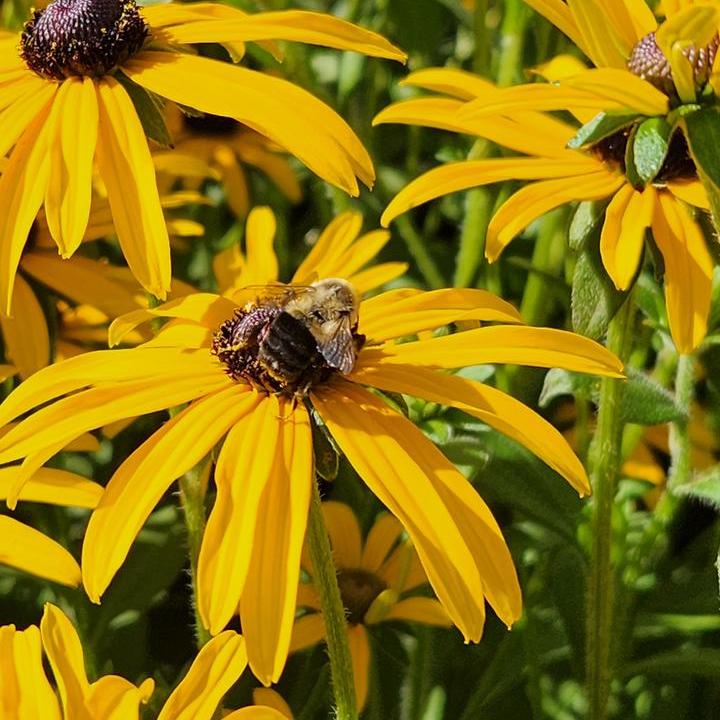 Deamii Black Eyed Susan