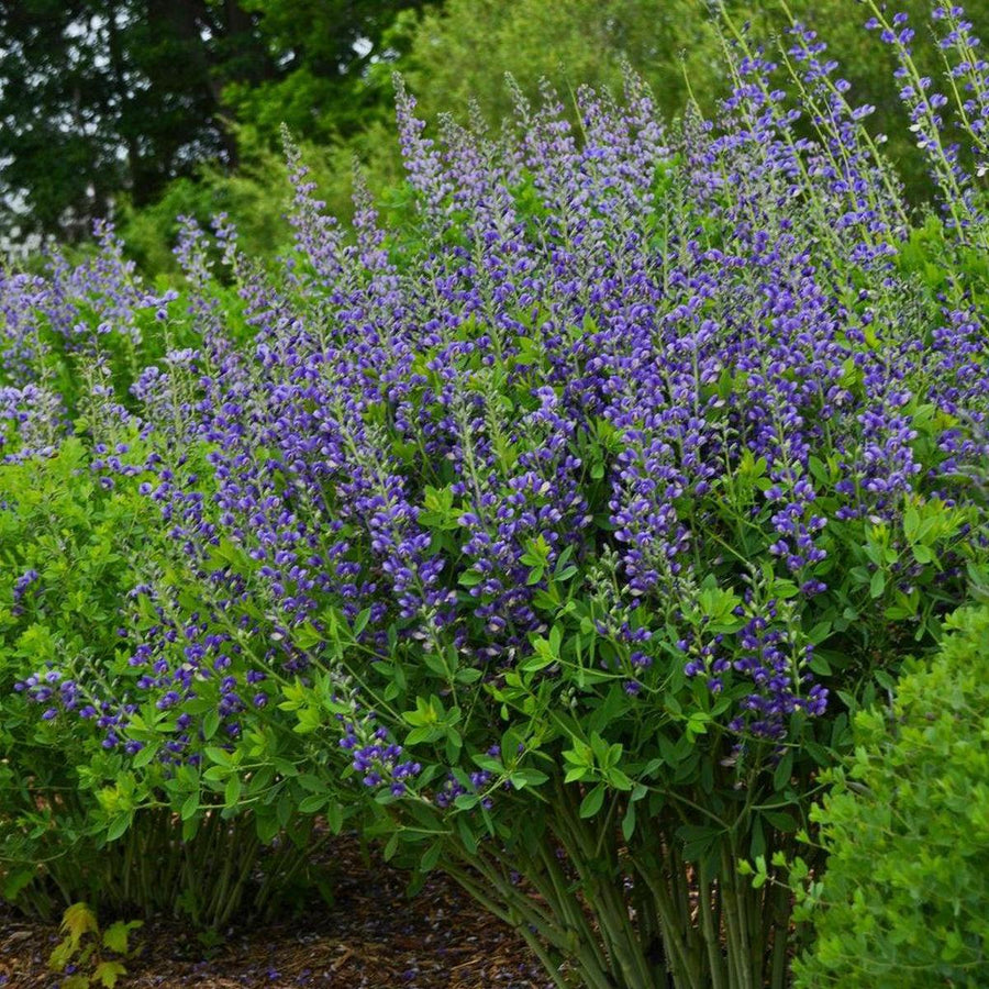 Decadence® Blueberry Sundae False Indigo|Proven Winners®
