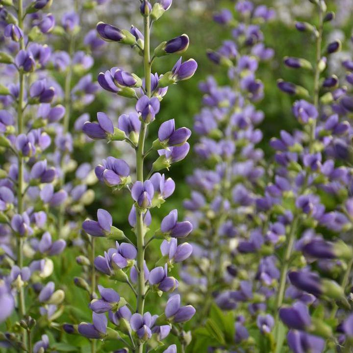 Decadence® Blue Bubbly False indigo