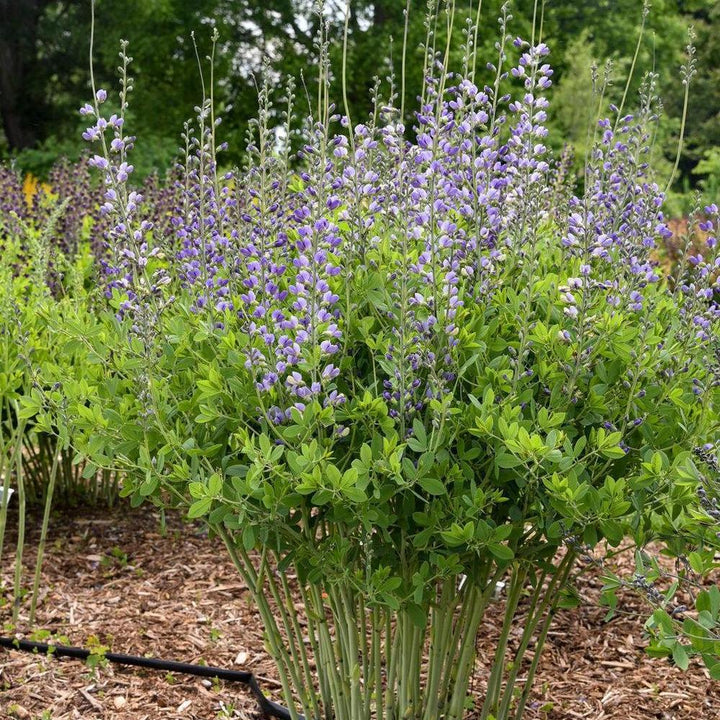 Decadence® Blue Bubbly False indigo