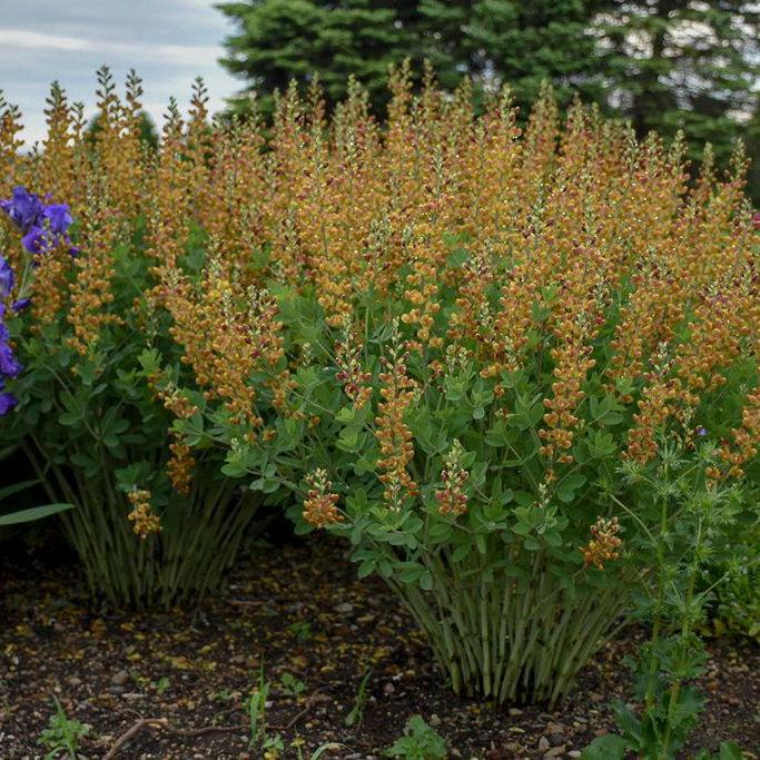 Decadence® Cherry Jubilee False Indigo
