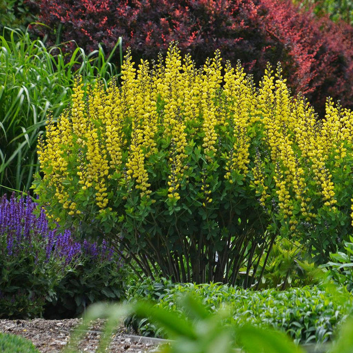 Decadence® Lemon Meringue False Indigo