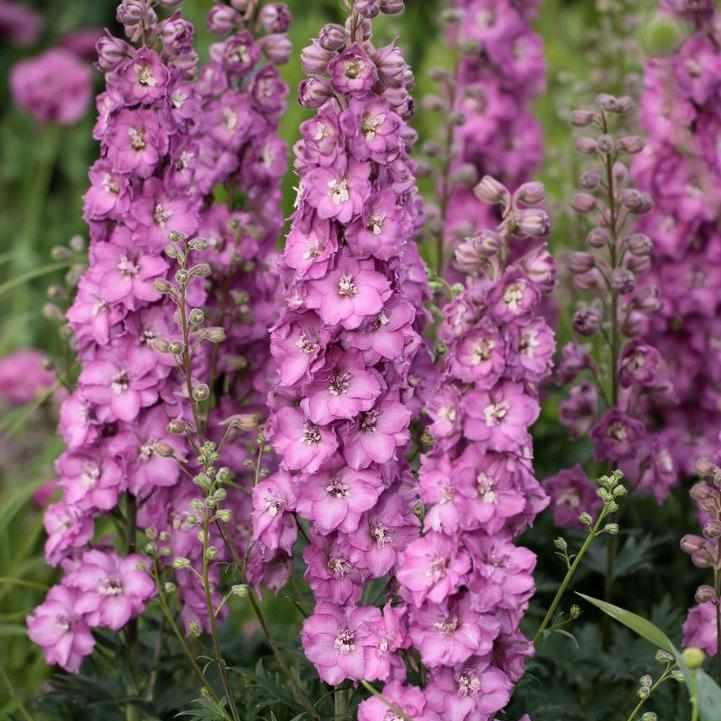 Delgenius® Chantay Delphinium