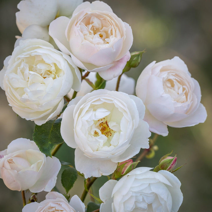 David Austin® Desdemona® Rose | David Austin® Roses