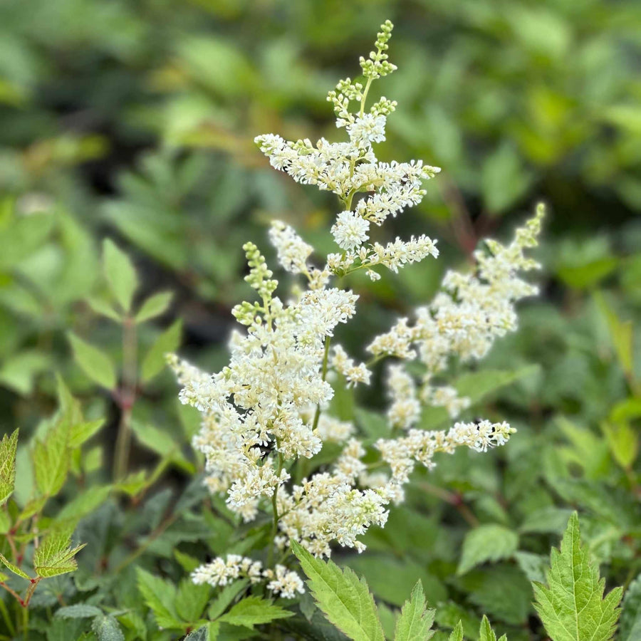 Deutschland Astilbe
