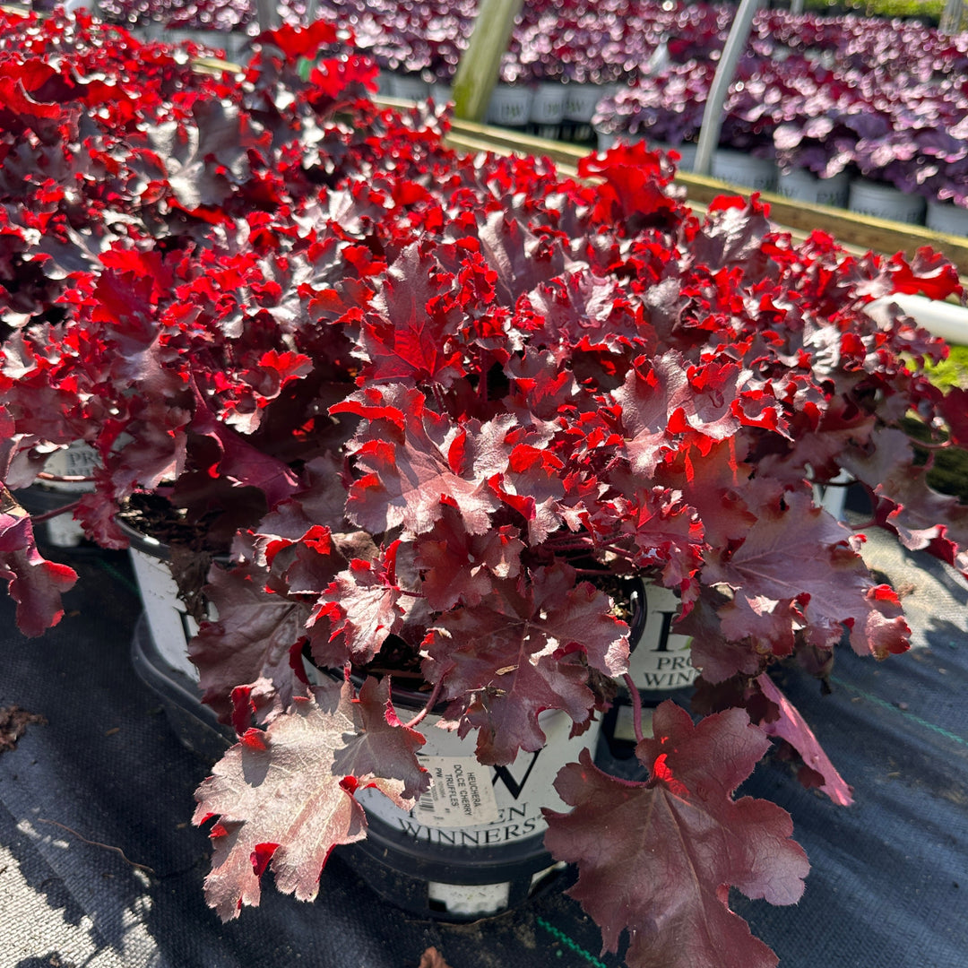 Dolce® Cherry Truffles Coral Bells