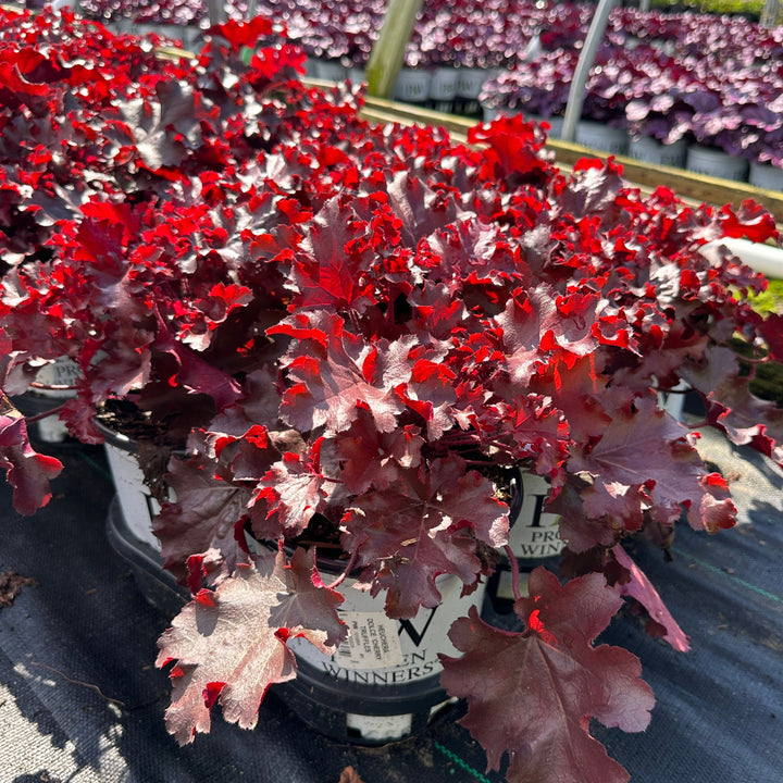 Dolce® Cherry Truffles Coral Bells