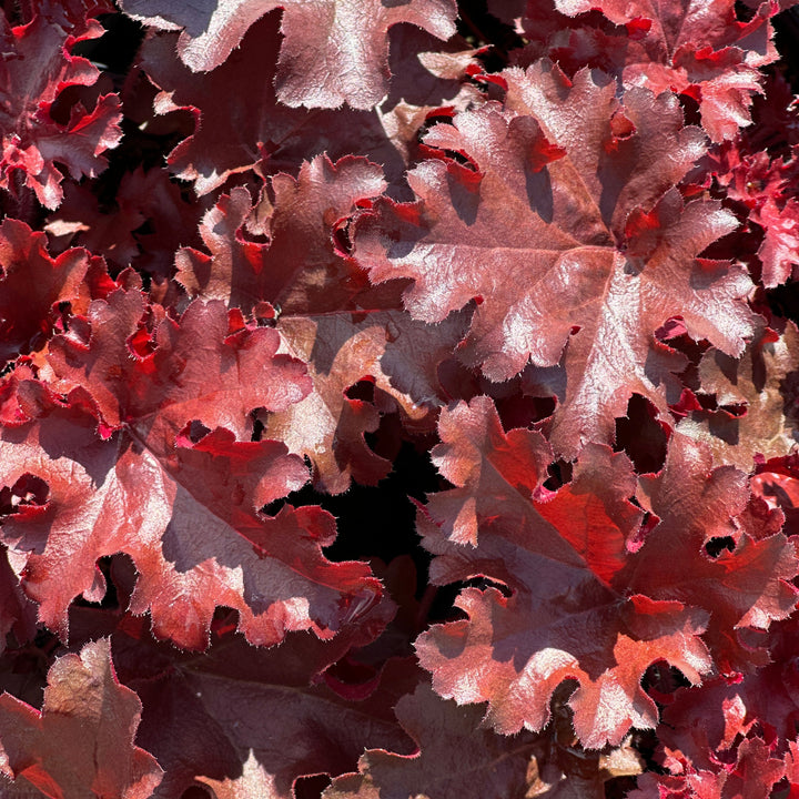 Dolce® Cherry Truffles Coral Bells