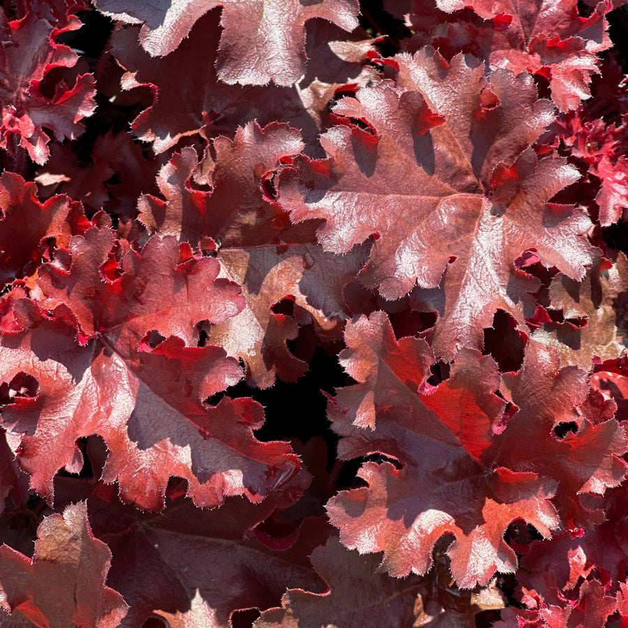Dolce® Cherry Truffles Coral Bells