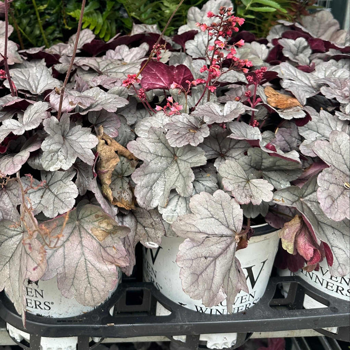 Dolce® Silver Gumdrop Coral Bells