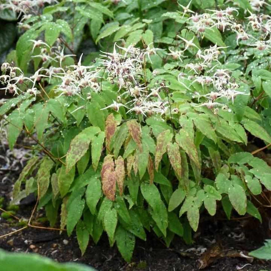 Domino Barrenwort |Walters Gardens
