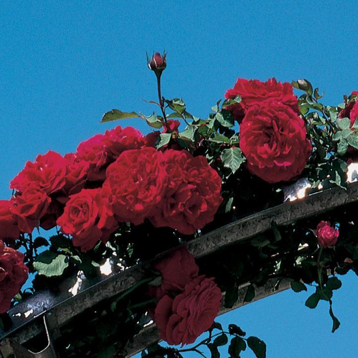 Don Juan Climbing Rose