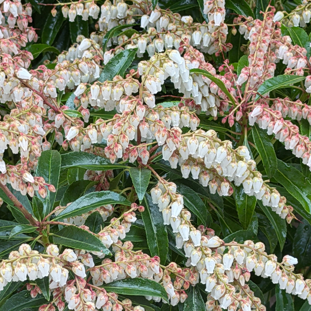 DorothyWyckoff Andromeda |Spotswood Greenery