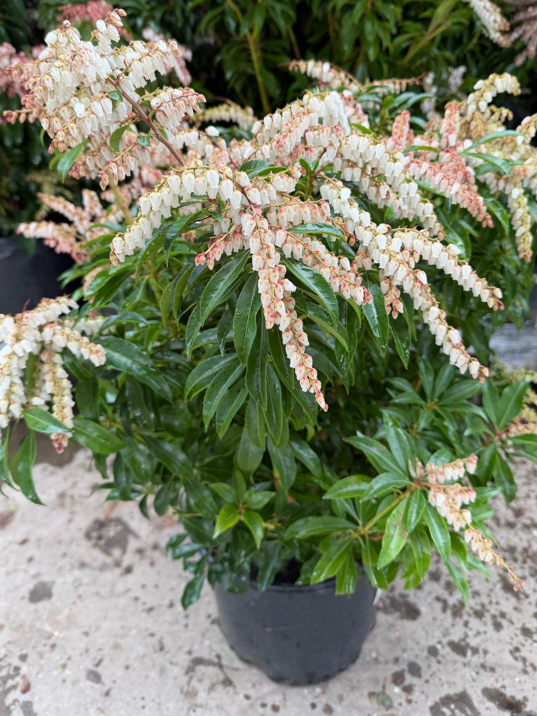 DorothyWyckoff Andromeda |Spotswood Greenery