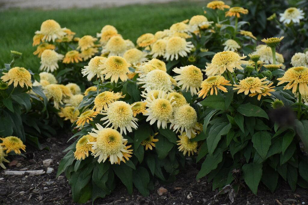 Double Coded® Butter Pecan Coneflower