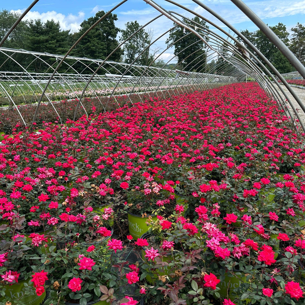 Double Knock Out® Rose