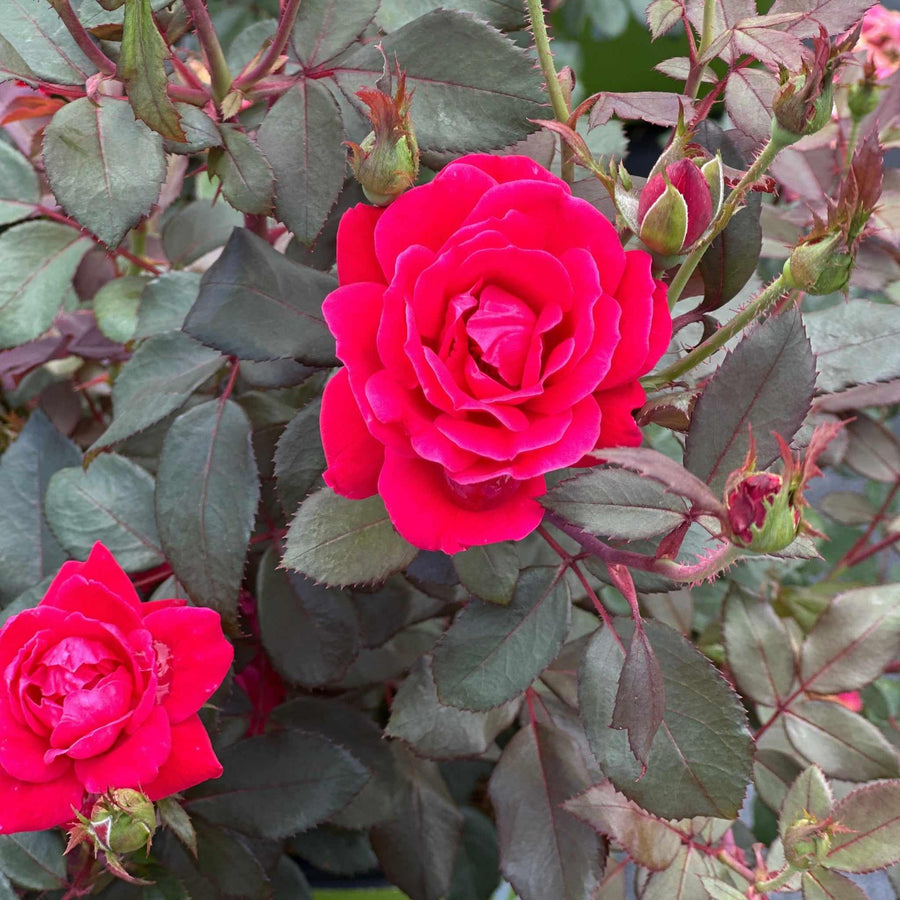 Double Knock Out® Rose
