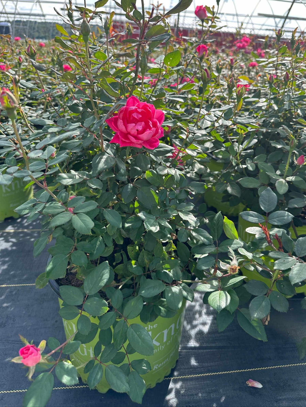 Double Pink Knock Out® Rose
