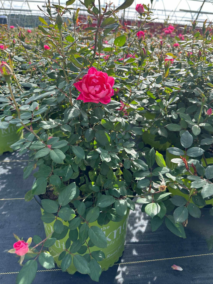 Double Pink Knock Out® Rose