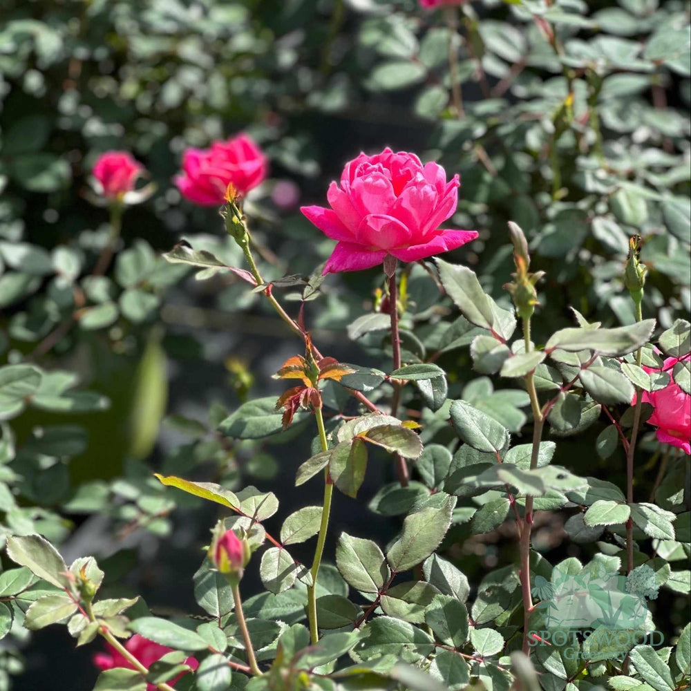 Double Pink Knock Out® Rose