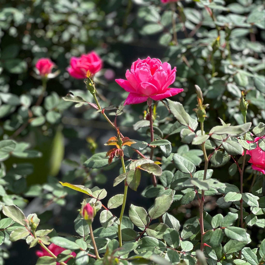 Double Pink Knock Out® Rose