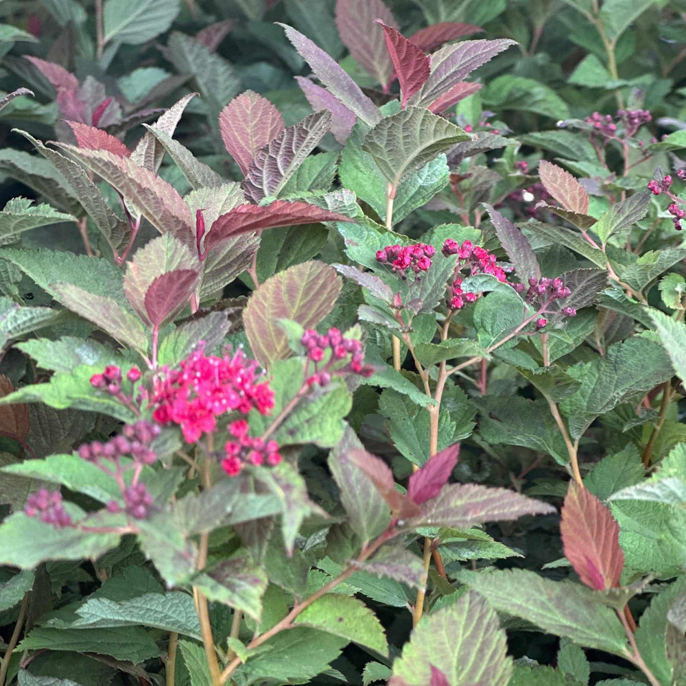 Double Play Doozie® Spirea