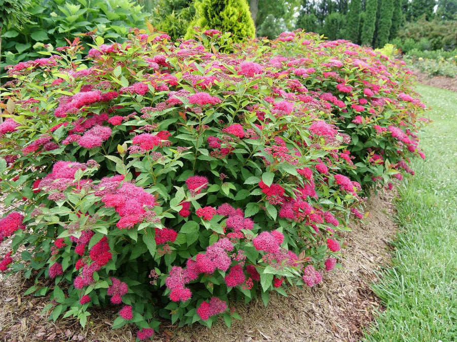 Double Play Doozie® Spirea