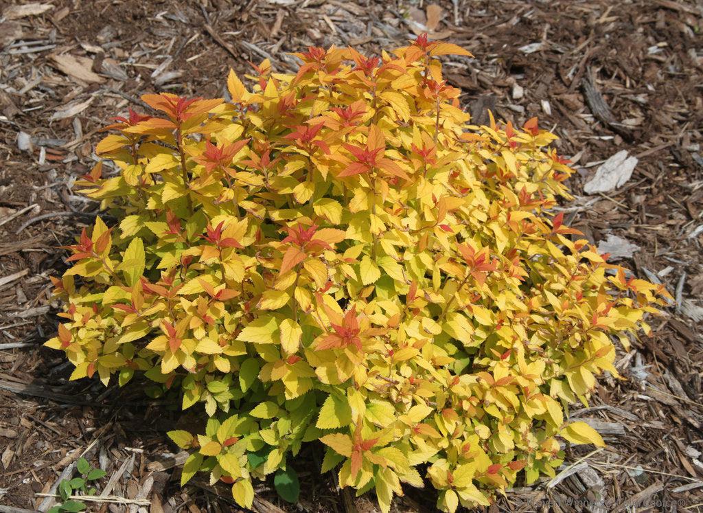 Double Play® Candy Corn® Spirea