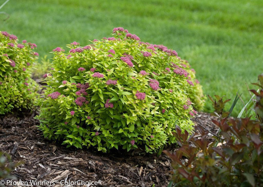 Double Play® Gold Spirea
